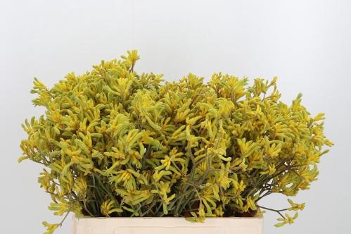 Anigozanthos flavidus 'Bush Down'