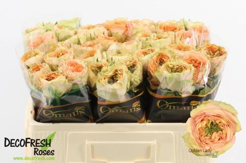 Rosa grootbloemig Golden Lady