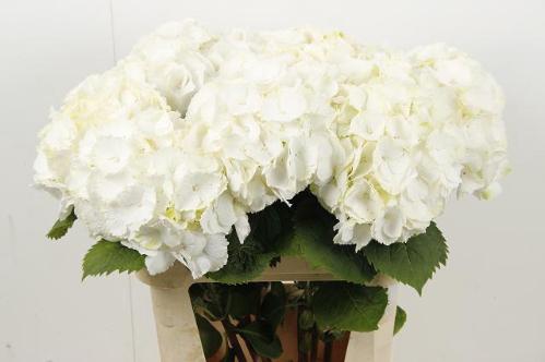 Hydrangea macrophylla Noordpool