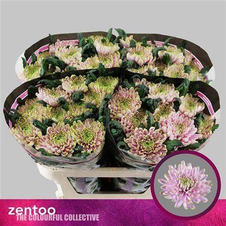 Chrysanthemum Indicum Grp geplozen Rossano Charlotte
