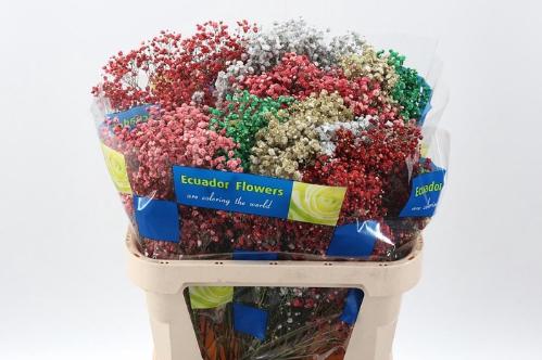 Gypsophila overig kleurbehandeld H%