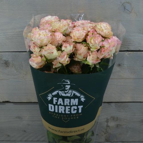 Rosa tros Charming Flow