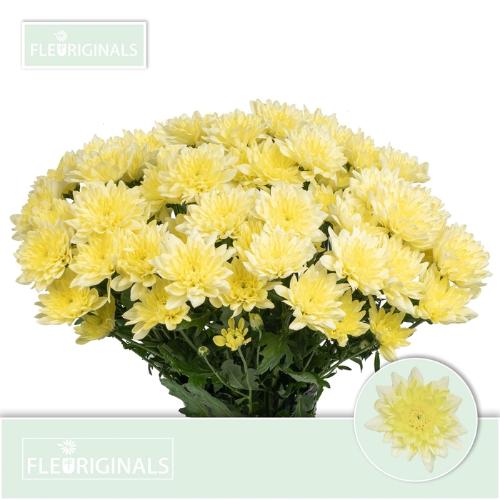 Chrysanthemum Indicum Grp tros Baltica Cream