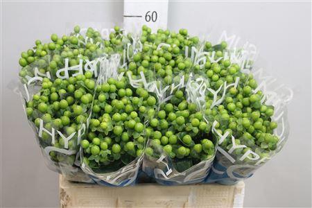 Hypericum Coco Bamboo