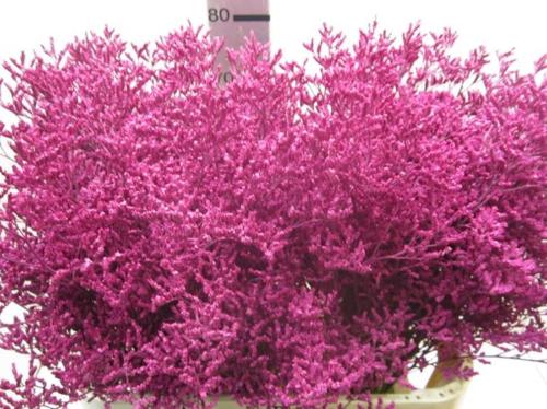 Limonium overig kleurbehandeld H%