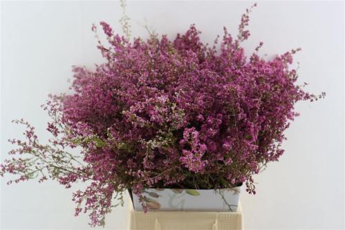 Erica per bos