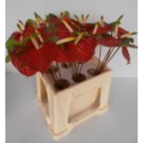 Anthurium Andreanum Grp Narita