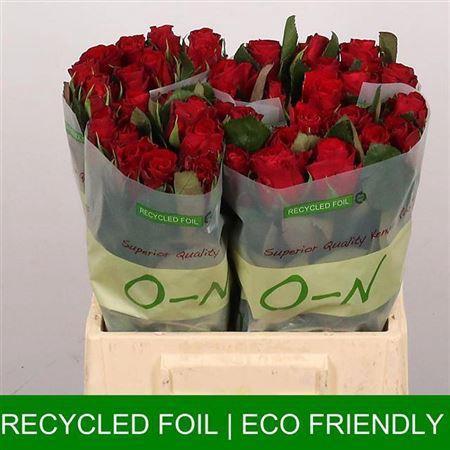 Rosa grootbloemig Red Tacazzi+