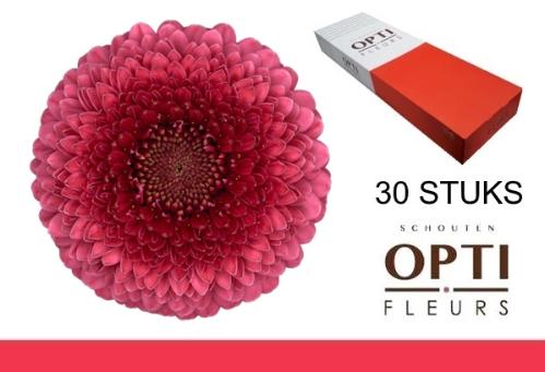 Gerbera mini bolvormig Pomponi Gonzo