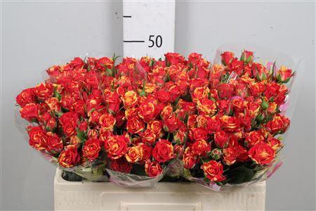 Rosa tros Fire Flash