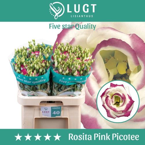 Eustoma russellianum gevuldbloemig 'Rosita Pink Picotee'