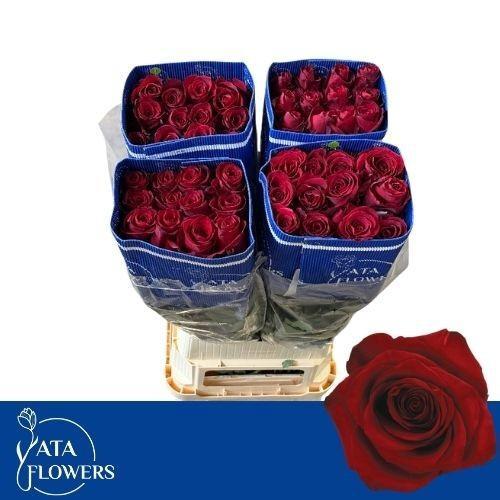 Rosa grootbloemig Explorer