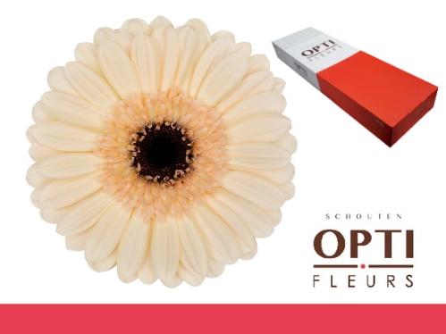 Gerbera mini 'Mindset'