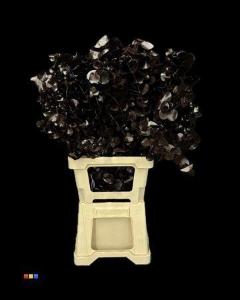 Eucalyptus cinerea kleurbehandeld per bos H%