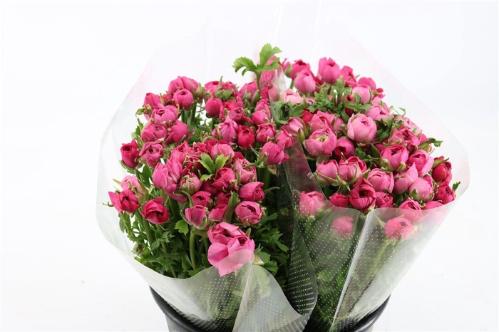 Ranunculus asiaticus 'Amandine Bonbon'