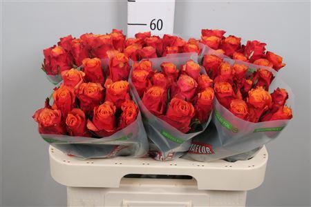 Rosa grootbloemig Espa