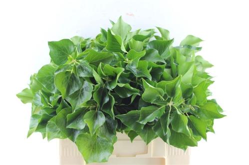 Hedera per bos