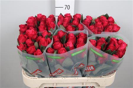 Rosa grootbloemig Tacazzi+