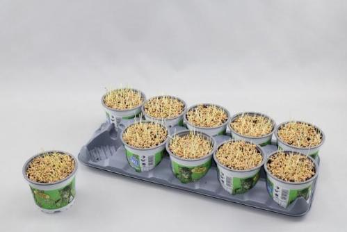 Hordeum sp. Kattegras