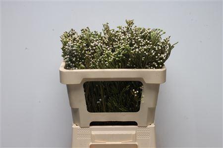 Brunia noduliflora