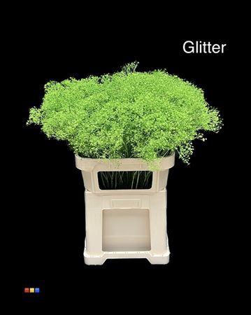 Gypsophila overig kleurbehandeld H%
