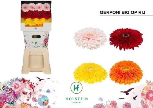 Gerbera grootbloemig bolvormig Gerponi Big gemengd op rij