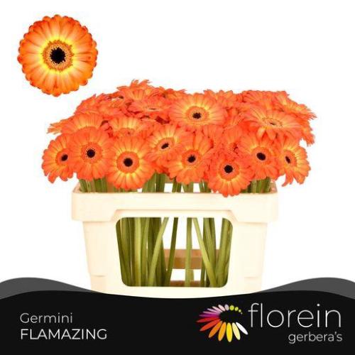 Gerbera mini Flamazing