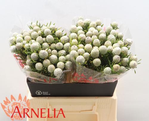 Leucadendron linifolium 'Jade Pearl'