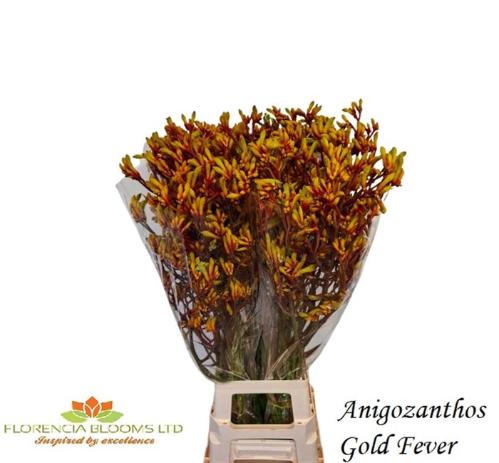 Anigozanthos 'Gold Fever'