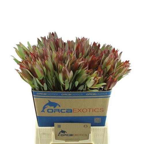 Leucadendron overig