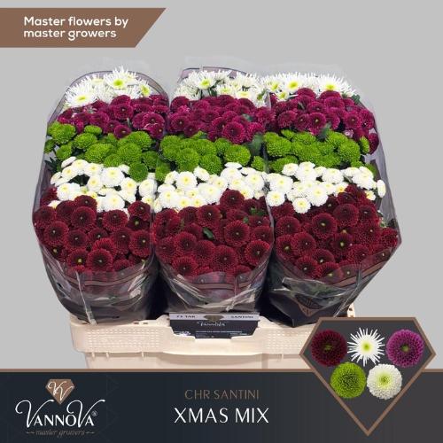 Chrysanthemum Indicum Grp tros santini gemengd