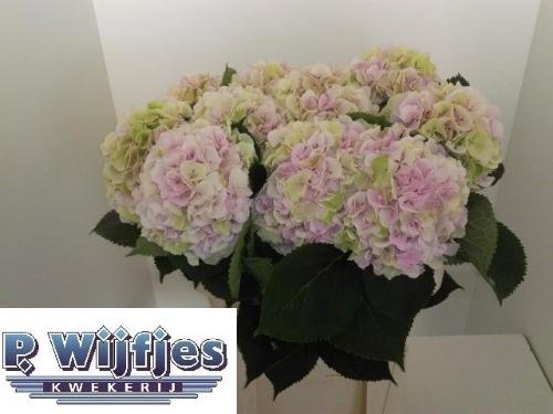 Hydrangea macrophylla 'Verena' (classic)