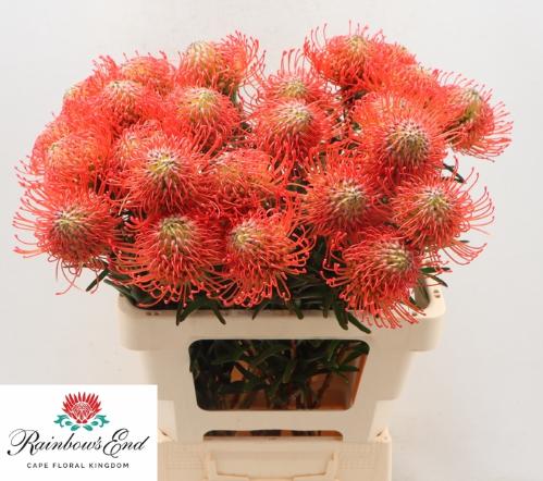 Leucospermum cordifolium 'Succession'