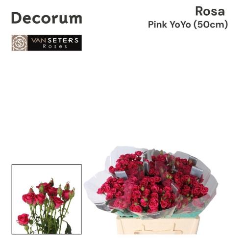 Rosa tros Pink Yo-Yo