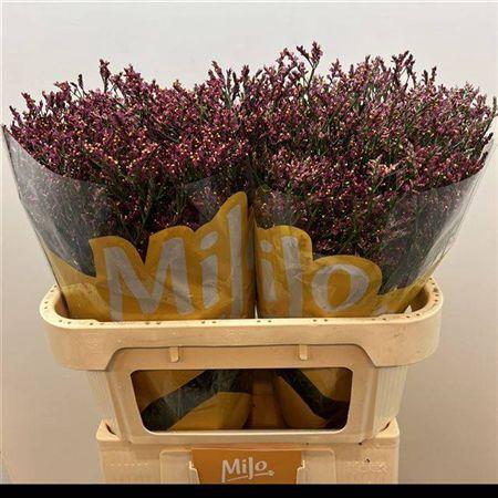 Limonium sinensis Scarlet Diamond