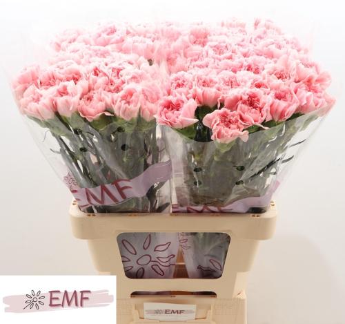 Dianthus standaard Pink Montezuma