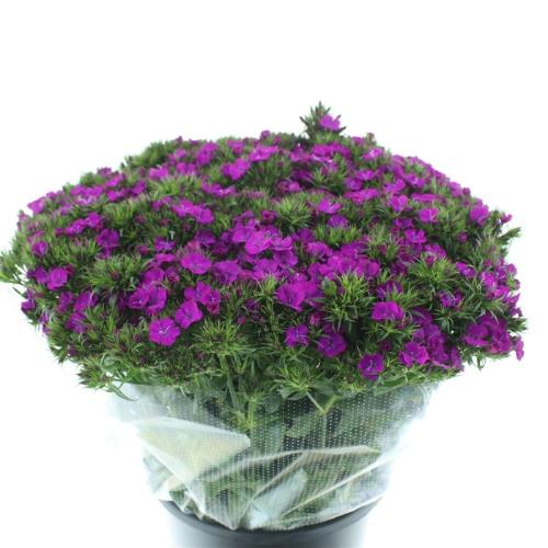 Dianthus barbatus 'Amazon Neon Purple'