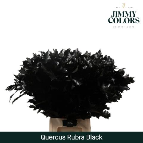 Quercus rubra kleurbehandeld H%