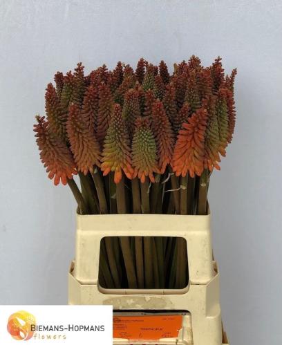 Kniphofia 'Alcazar'