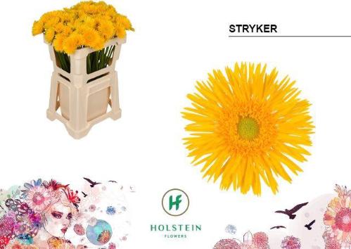 Gerbera mini 'Stryker'