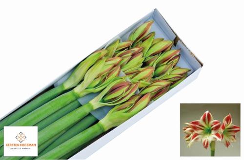 Hippeastrum Galaxy Grp 'Ambiance'