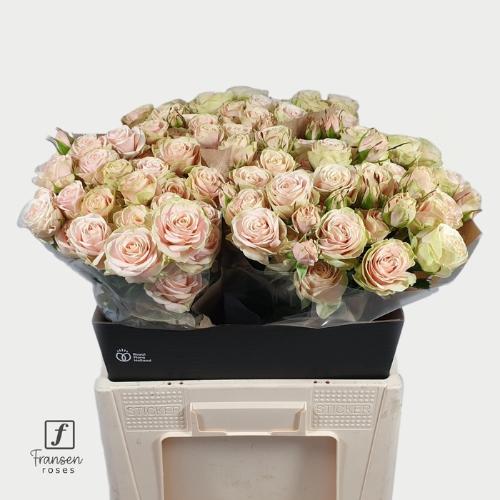 Rosa tros Whitney