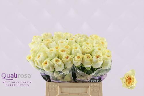 Rosa grootbloemig Buttercup