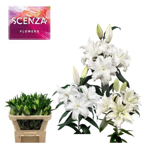 Lilium (Oriental Grp) dubbel overig