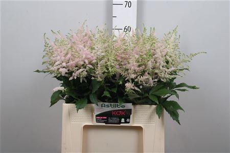 Astilbe Japonica Grp 'Europa'
