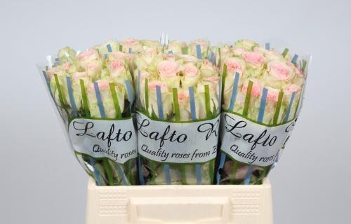 Rosa grootbloemig Esperance