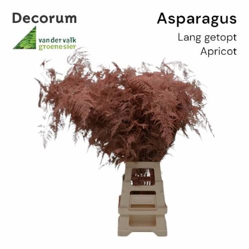 Asparagus overig kleurbehandeld H%