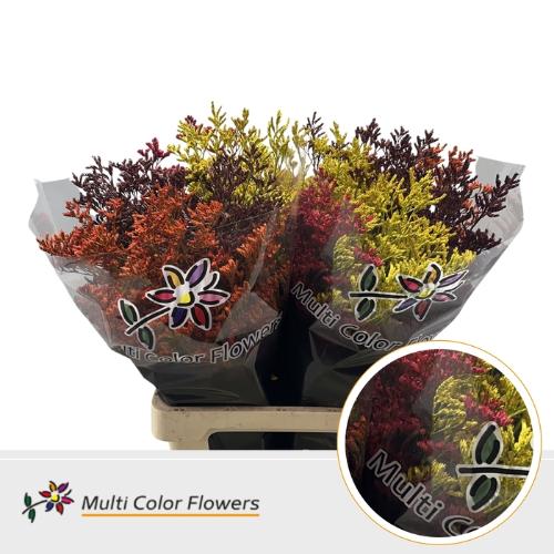 Limonium overig kleurbehandeld H%