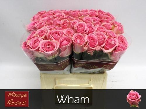 Rosa grootbloemig Wham