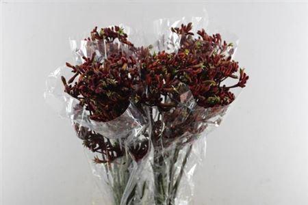 Anigozanthos 'Early Spring'